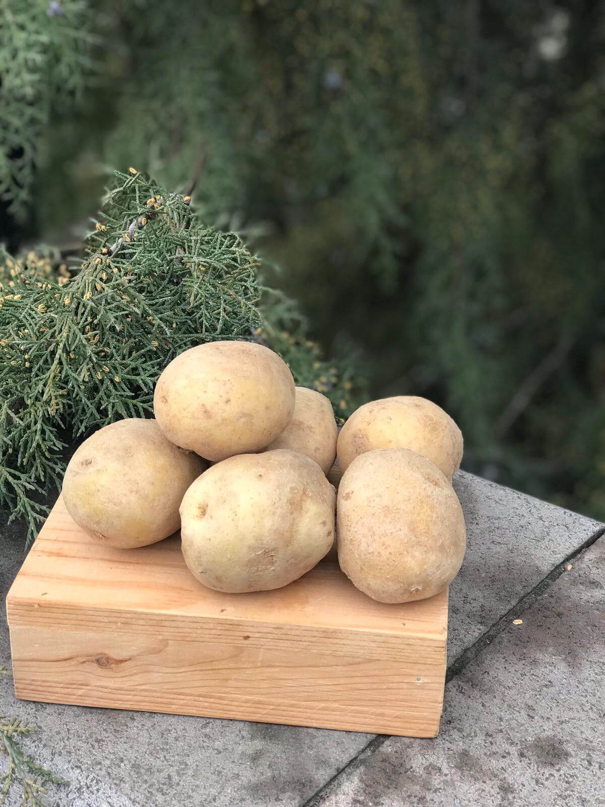 patates